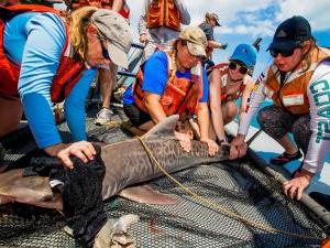 Researchers hold down live shark on research vessel.